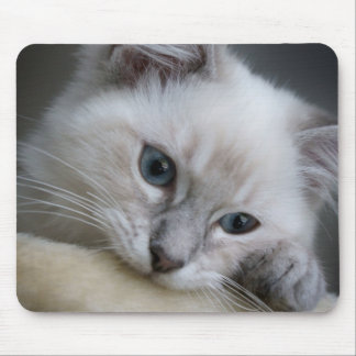 ragdoll kitten mousepad muismat