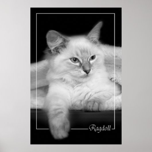 ragdoll kitten poster (Voorkant)