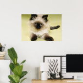 ragdoll kitten poster (Thuiskantoor)