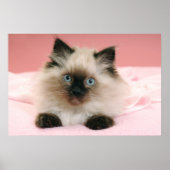 ragdoll kitten poster (Voorkant)