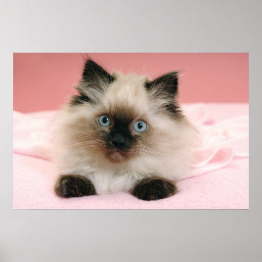 ragdoll kitten poster (Voorkant)