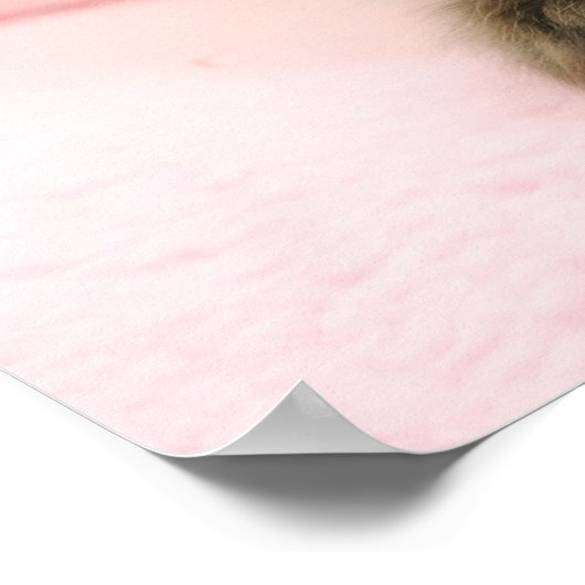 ragdoll kitten poster (Hoek)