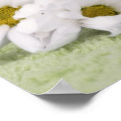 Ragdoll kitten poster met groene achtergrond (Hoek)