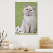 Ragdoll kitten poster met groene achtergrond (Keuken)