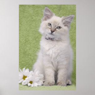 Ragdoll kitten poster met groene achtergrond