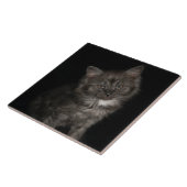 Ragdoll kitten ragdoll katten zwart wit kat tegeltje (Zijkant)