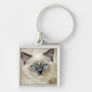 Ragdoll kitten sleutelhanger
