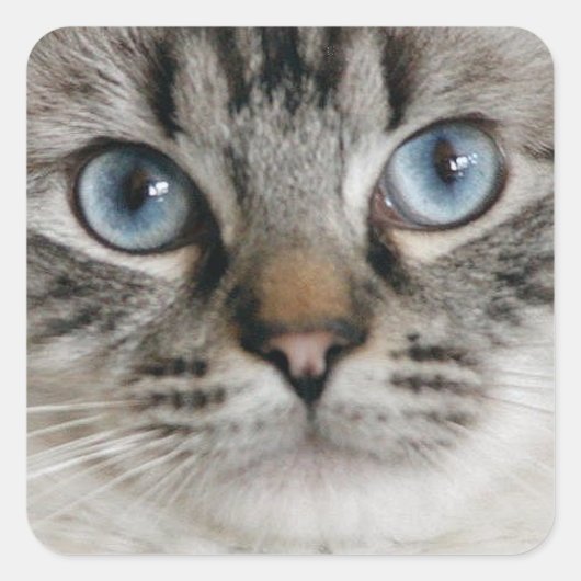 Ragdoll Kitten Sticker (Voorkant)