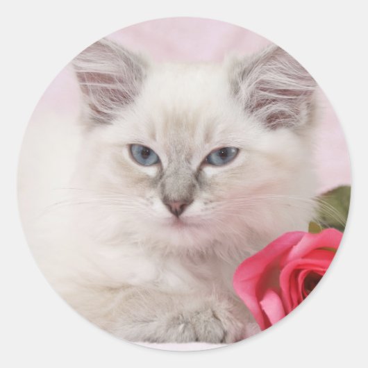 Ragdoll kitten stickers (Voorkant)