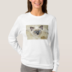 Ragdoll kitten t-shirt