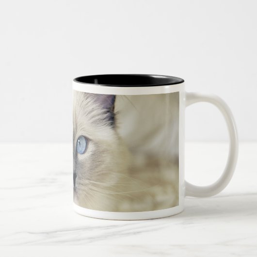 Ragdoll kitten tweekleurige koffiemok (Rechts)