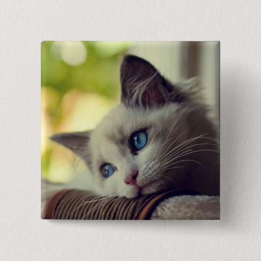 Ragdoll Kitten Vierkante Button 5,1 Cm (Voorkant)