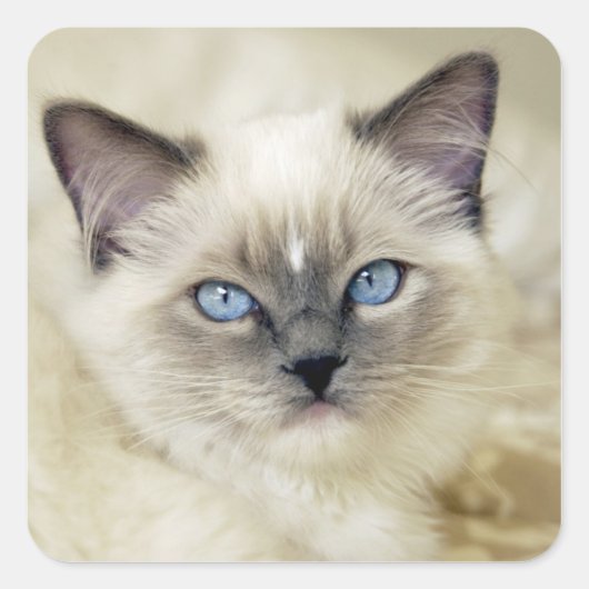 Ragdoll kitten vierkante sticker (Voorkant)