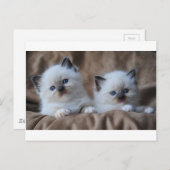 Ragdoll Kittens Briefkaart (Voorkant / Achterkant)