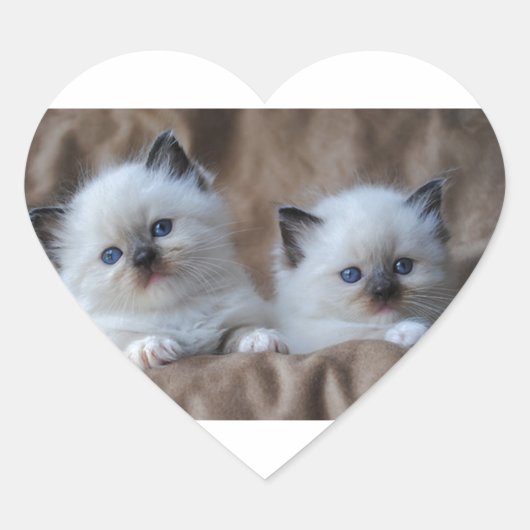 Ragdoll Kittens Hart Sticker (Voorkant)