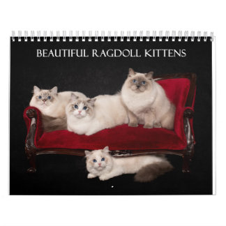 Ragdoll Kittens Kalender