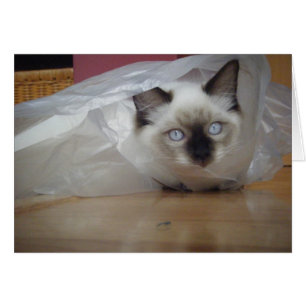 Ragdoll Kitty