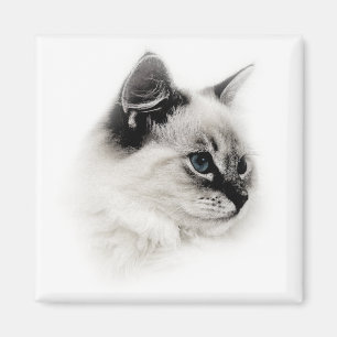 ragdoll magnet magneet