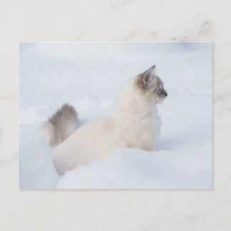 Ragdoll op de sneeuwkaart briefkaart
