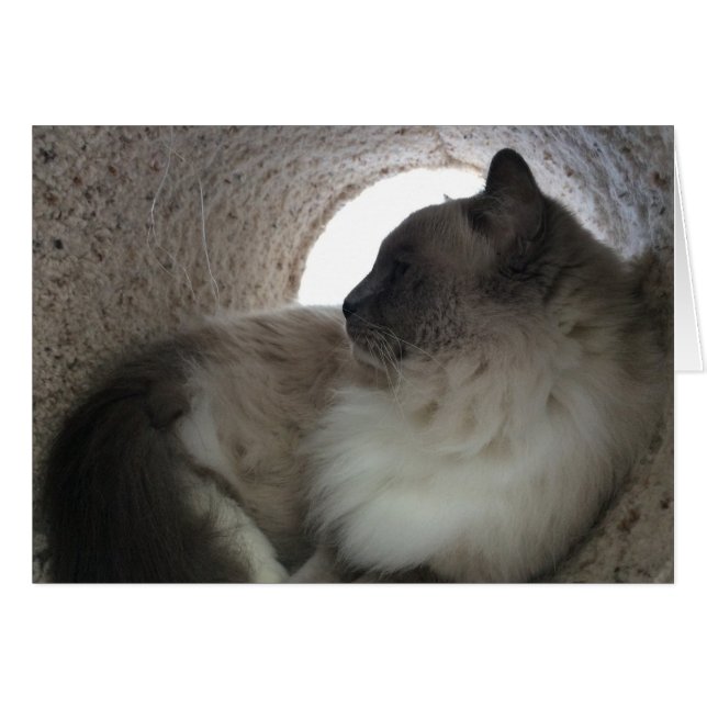 Ragdoll Profil de chat, carte (Devant horizontal)
