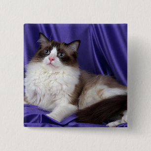 Ragdoll, verzegeld in twee kleuren vierkante button 5,1 cm