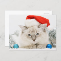 Ragdoll Wearing Santa Hat