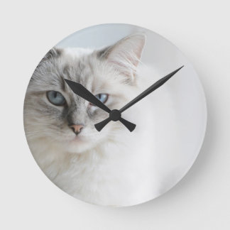 ragdollkat ronde klok