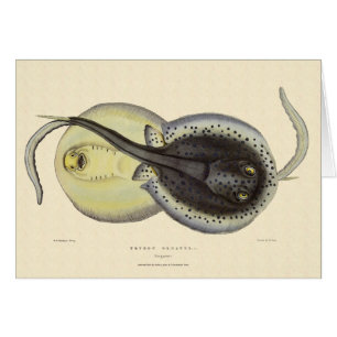 Raies pastenagues tachetées, Animaux marins vintag