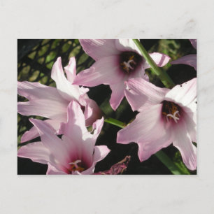 Rain Lily Briefkaart