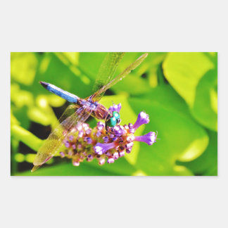Rainboogkleurige Dragonfly op een paarse roze bloe Rechthoekige Sticker