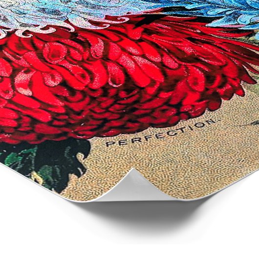 Rainbow Asters  Vloerzaadcatalogus Poster (Hoek)