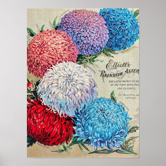 Rainbow Asters  Vloerzaadcatalogus Poster (Voorkant)