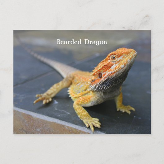 Rainbow Bearded Dragon Briefkaart (Voorkant)
