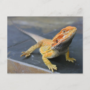 Rainbow Bearded Dragon Briefkaart