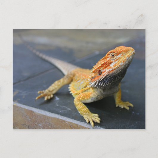 Rainbow Bearded Dragon Briefkaart (Voorkant)