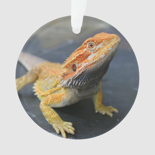 Rainbow Bearded Dragon Ornament (voorkant)