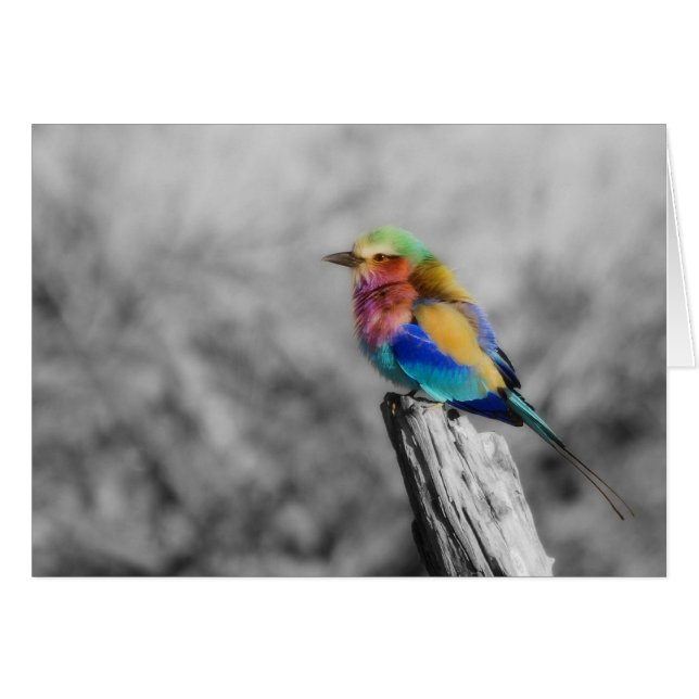 Rainbow Bird (Voorkant Horizontaal)