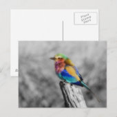 Rainbow Bird Briefkaart (Voorkant / Achterkant)