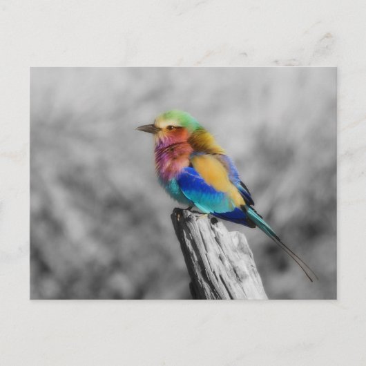 Rainbow Bird Briefkaart (Voorkant)