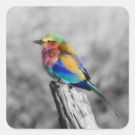Rainbow Bird Vierkante Sticker (Voorkant)