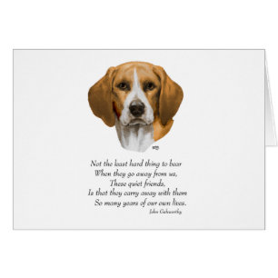 Rainbow-brug van Beagle