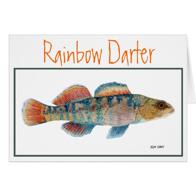 Rainbow Darter-kaart (Voorkant Horizontaal)