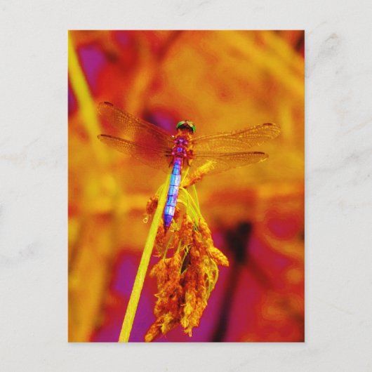 Rainbow Dragonfly op amber en fuschia Briefkaart (Voorkant)