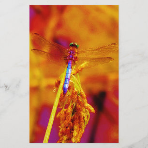 Rainbow Dragonfly op amber en fuschia Briefpapier
