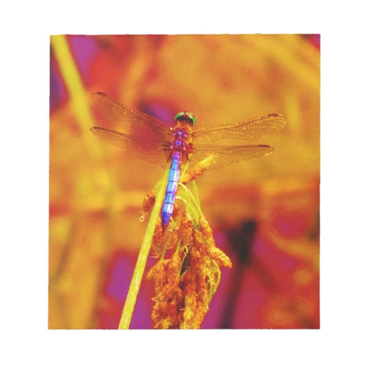 Rainbow Dragonfly op amber en fuschia Notitieblok (Voorkant)