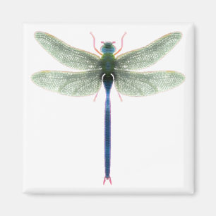Rainbow Dragonfly Square Magnet Magneet