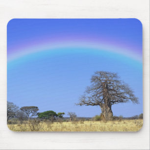 Rainbow en Afrikaanse baobab-boom, Adansonia Muismat