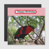 Rainbow Feathers:  Australische Lorikeet, (Voorkant / Achterkant)