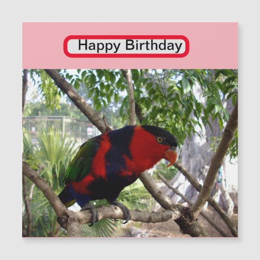 Rainbow Feathers:  Australische Lorikeet, (Voorkant)