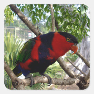 Rainbow Feathers: Australische Lorikeet, Vierkante Sticker